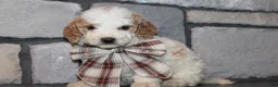 Mini Goldendoodle dogs for sale: Lucy - Ad 5