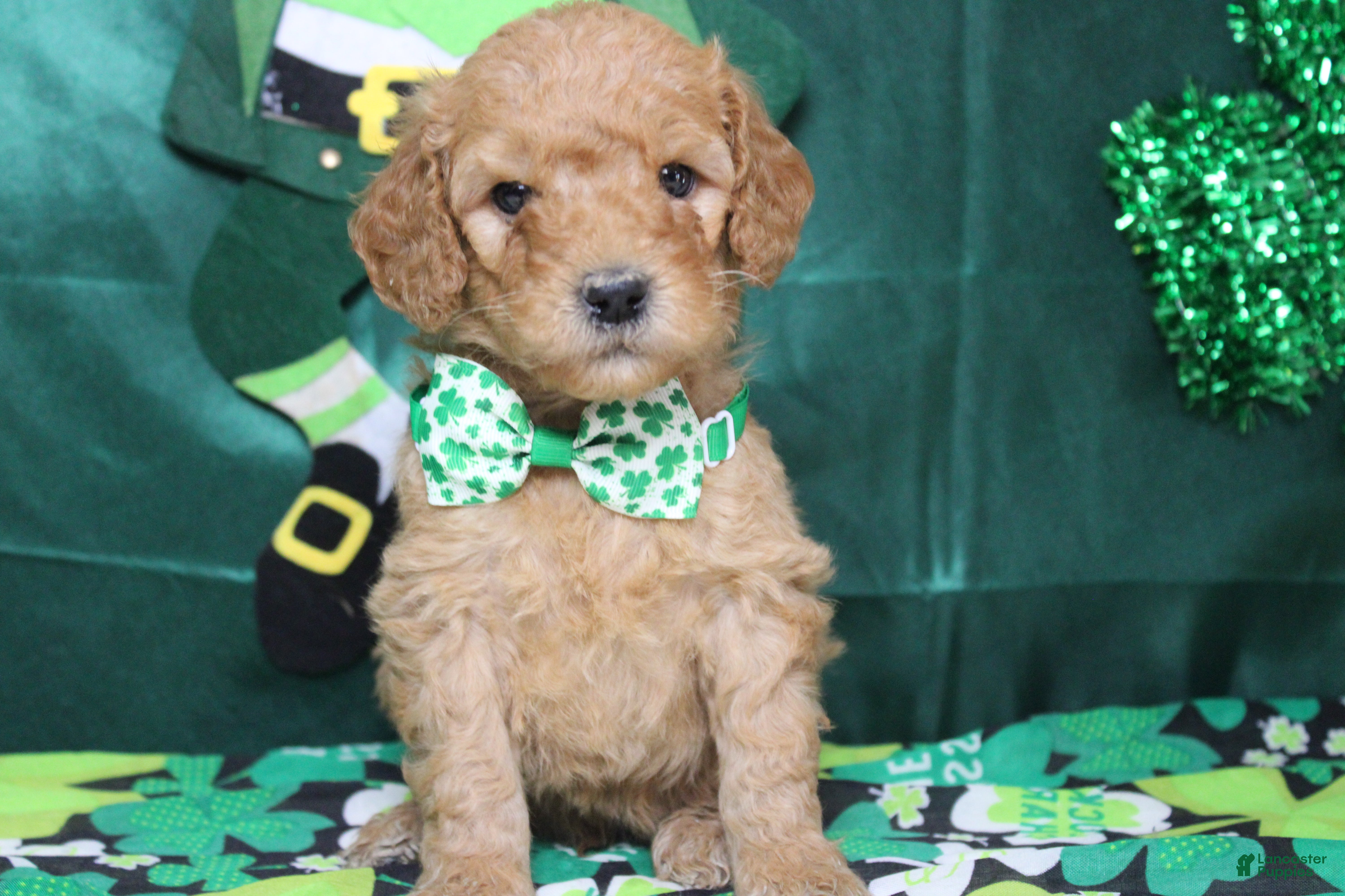 Goldendoodle dogs Crush  - Ad 22