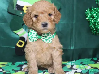 Goldendoodle dogs Crush - Ad 8