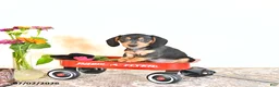 Miniature Dachshund dogs for sale: Colten - Ad 3