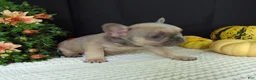 French Bulldog dogs for sale: Mitchell - Ad 4
