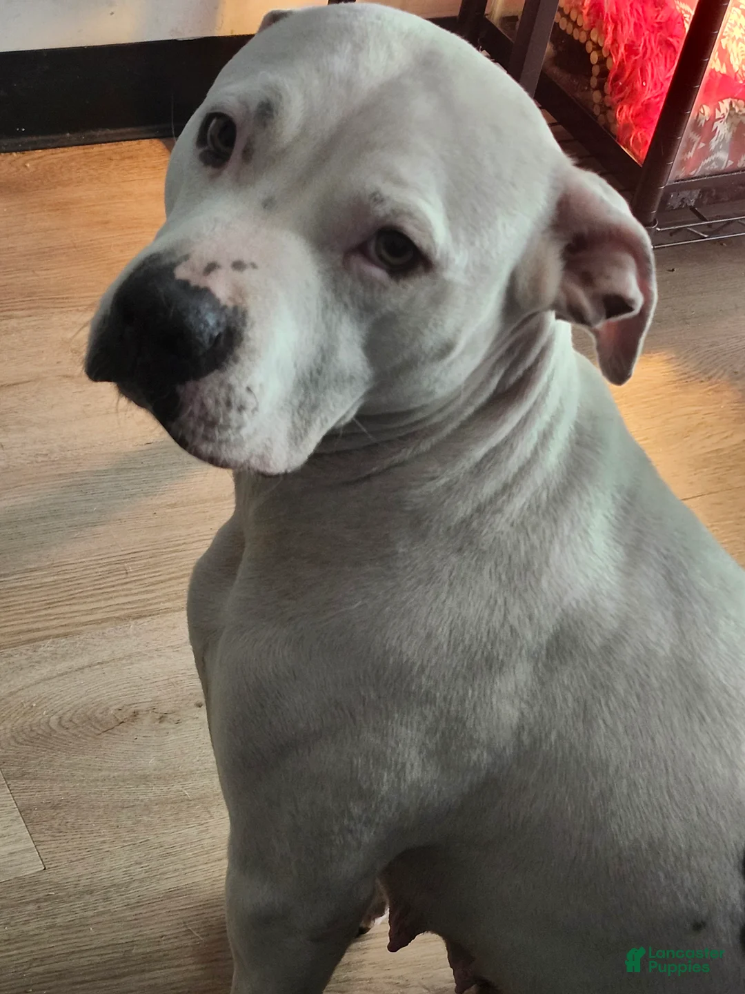 Mixed Breed dogs for sale: Mixed Breed Puppy 2 - Ad 3