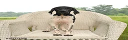 German Shorthaired Pointer dogs for sale: Rover  - Ad 3