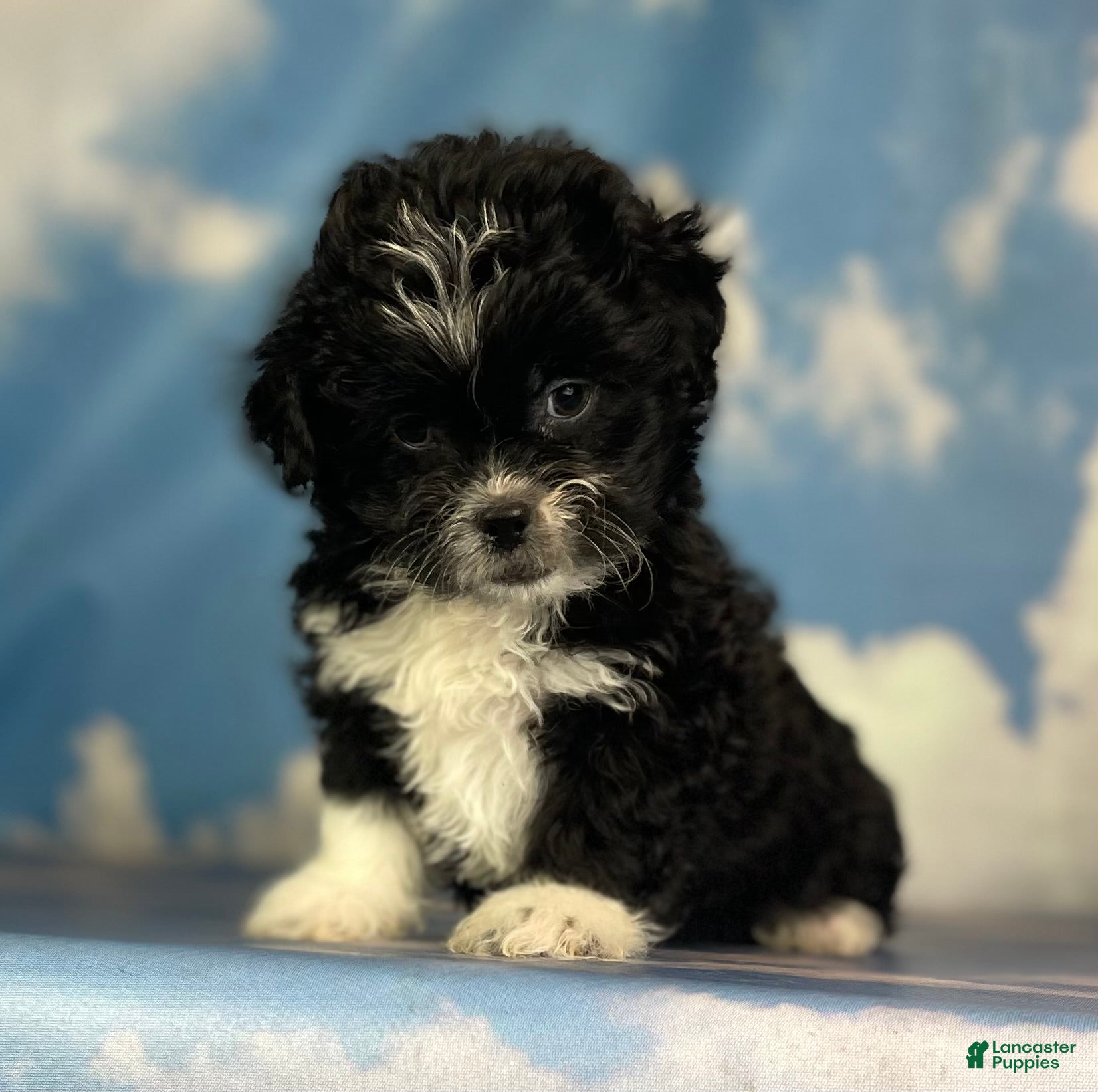 Kennel Club Dog Breeders Near Me Shih Tzu American Kennel Club Akc