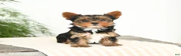 Yorkshire Terrier dogs for sale: Minnie - Ad 4