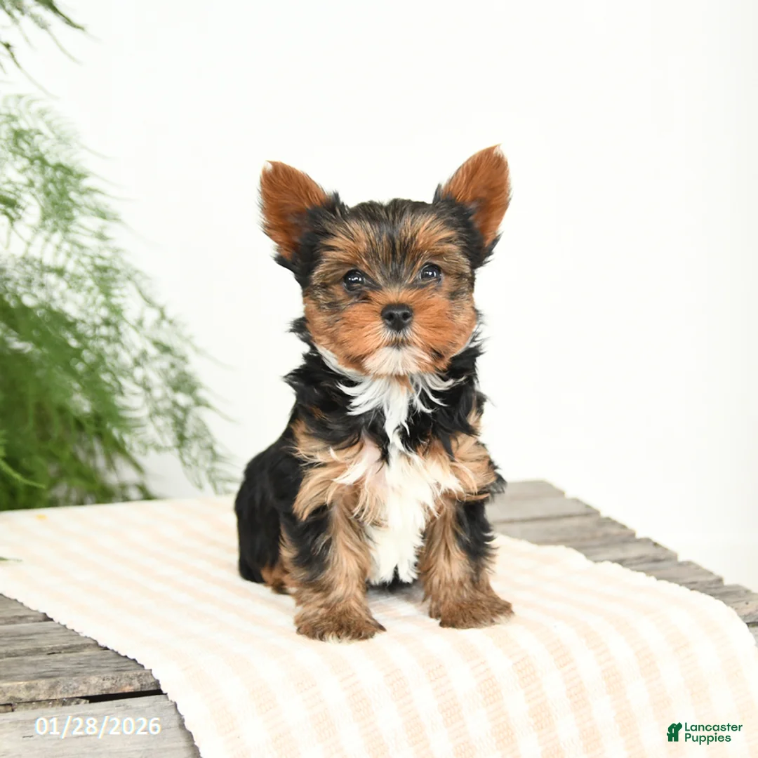 Yorkshire Terrier dogs for sale: Minnie - Ad 4