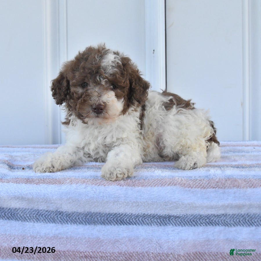 Miniature Poodle dogs Ace - Ad 1