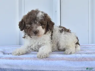 Miniature Poodle dogs for sale: Ace - Ad 2