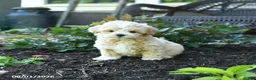 Maltipoo dogs for sale: Buttercup - Ad 3