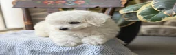 Bichon Frise dogs for sale: Jethro - Ad 7