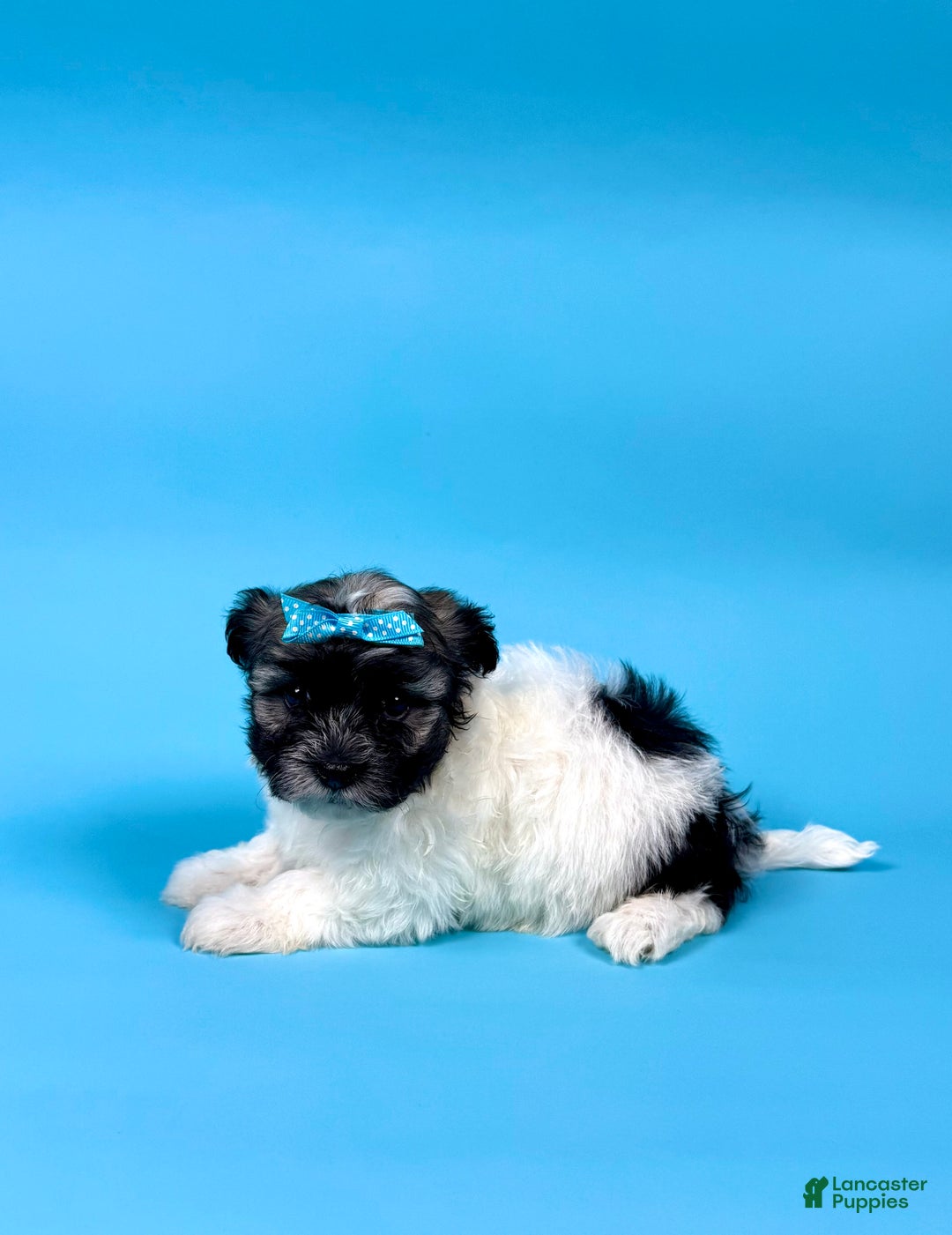 Havanese dogs for sale: VALERIE - Ad 2