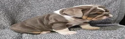 English Bulldog dogs for sale: Milt - Ad 4