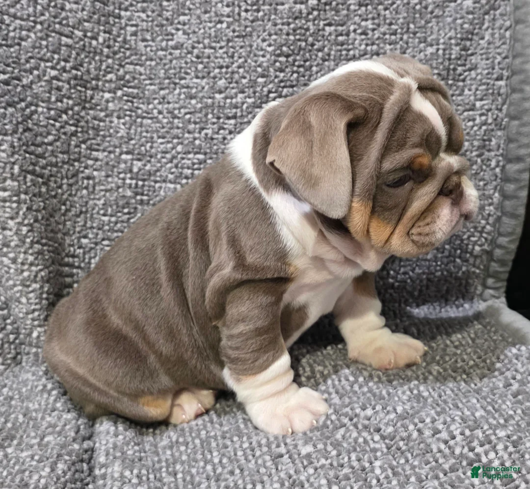 English Bulldog dogs for sale: Milt - Ad 4