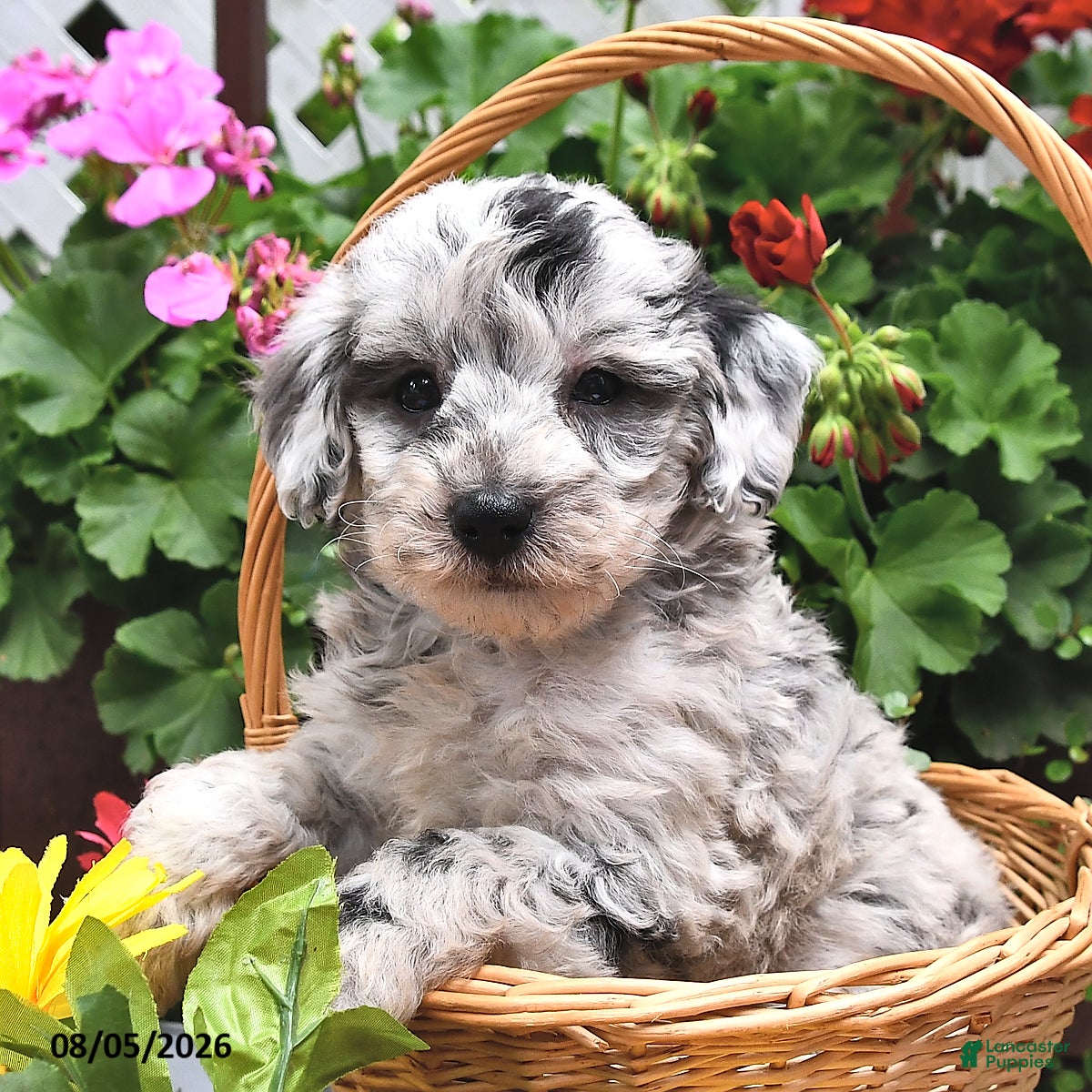 Miniature Poodle dogs Callie - Ad 2