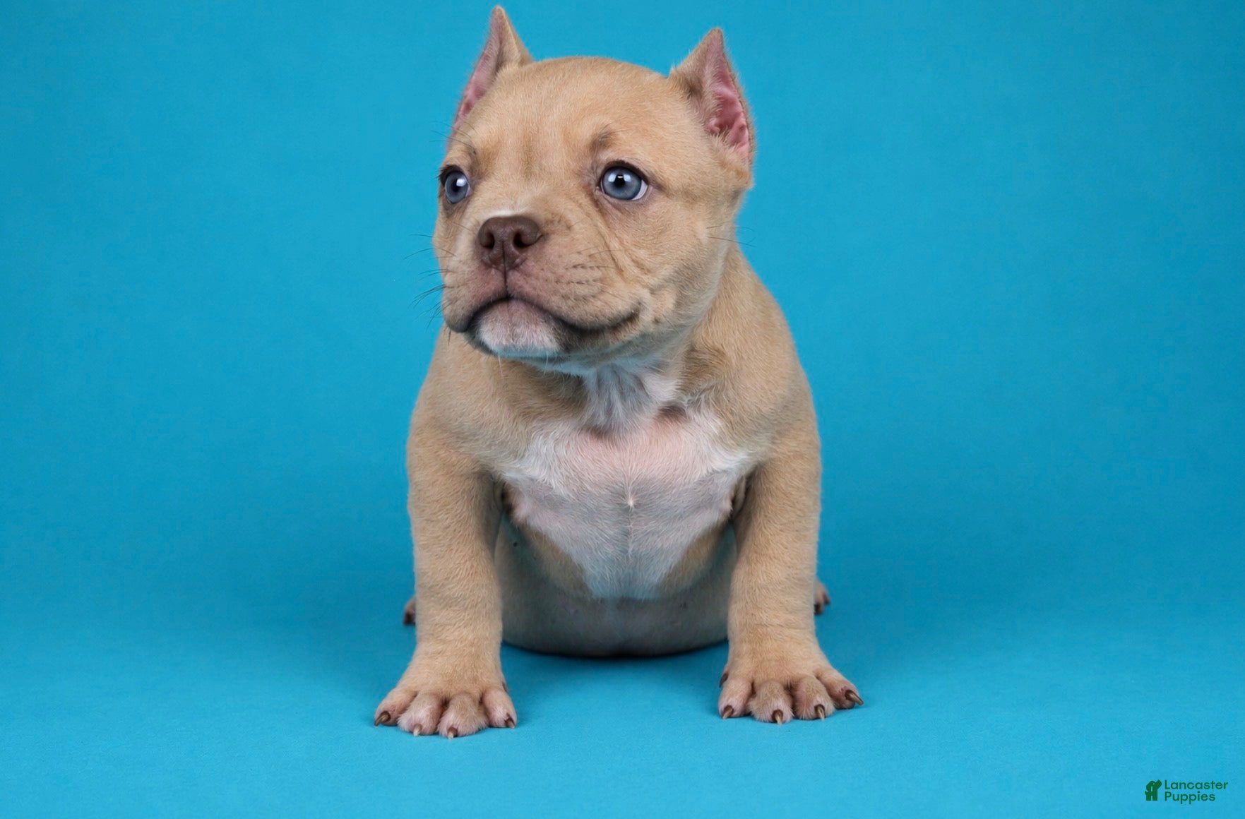American Bully dogs Chocolate Fawn Male - Ad 1