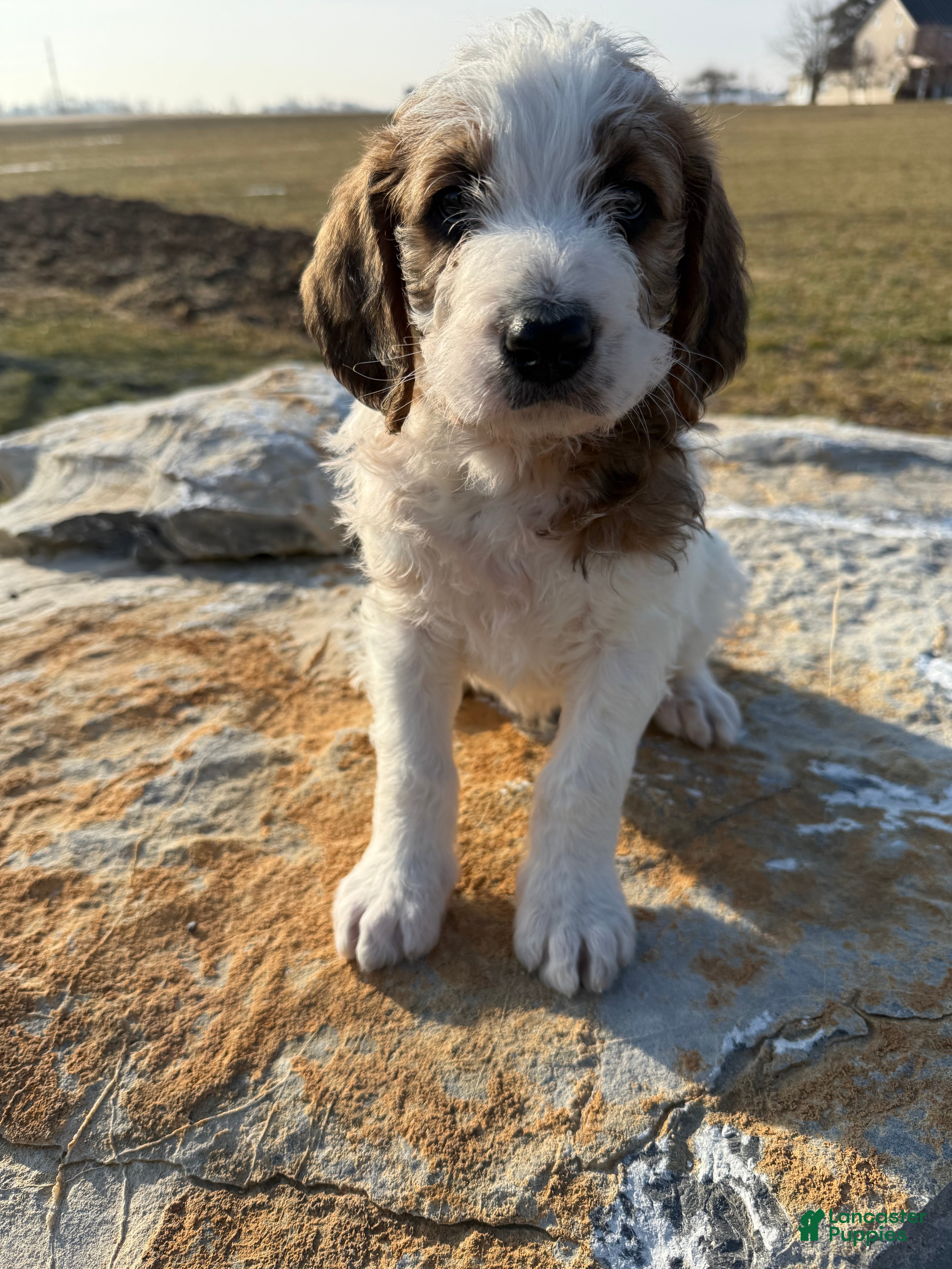 Mixed Breed dogs for sale: Andy - Ad 3