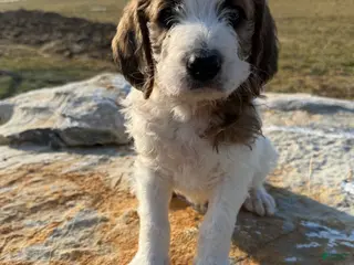 Mixed Breed dogs for sale: Andy - Ad 3