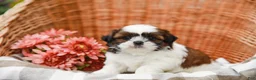Shih Tzu dogs for sale: Tucker - Ad 5