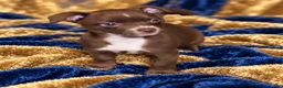 Chihuahua dogs for sale: Midnight-Chocolate  - Ad 5