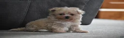 Maltipoo dogs for sale: Leo - Ad 12