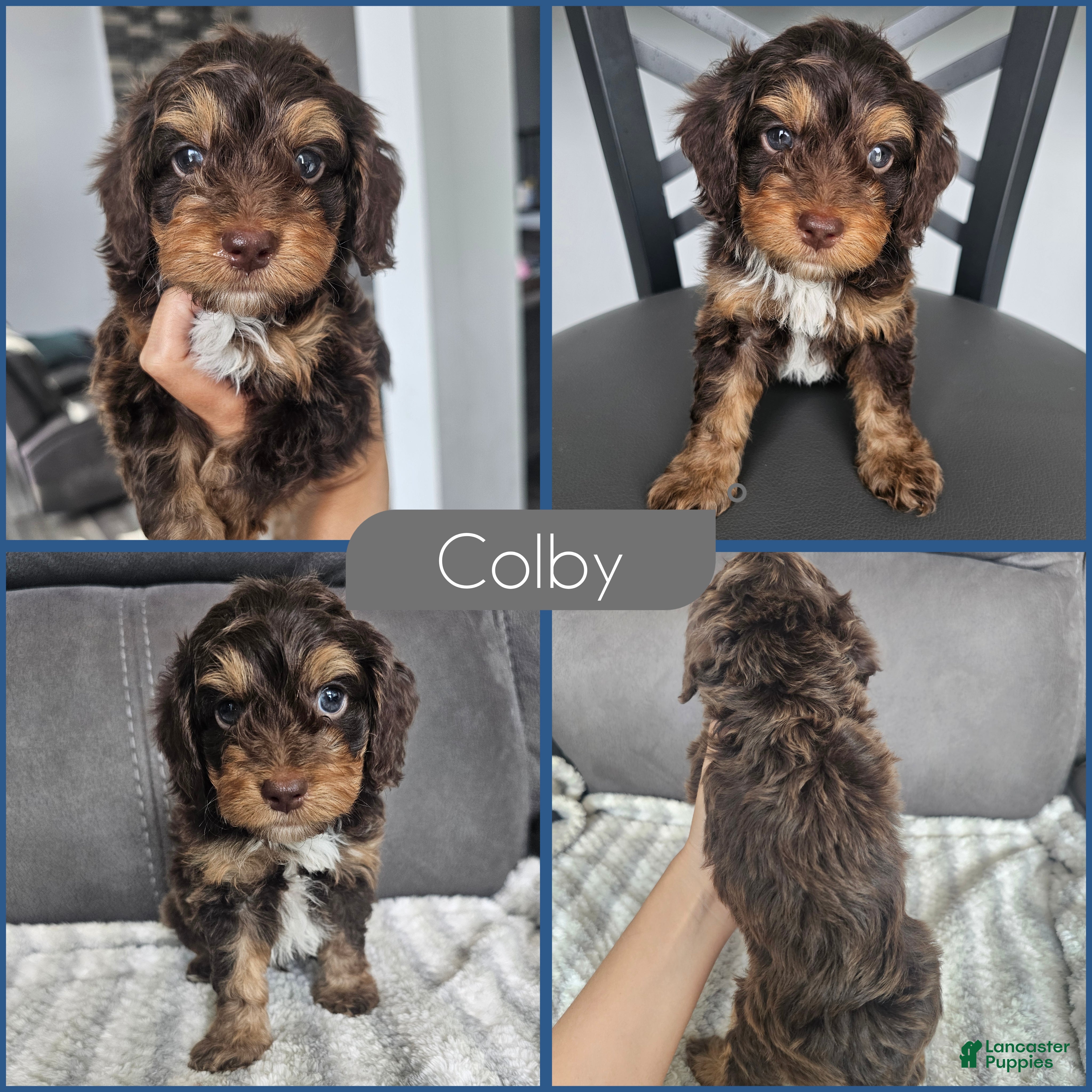 Cockapoo dogs Colby - Ad 1