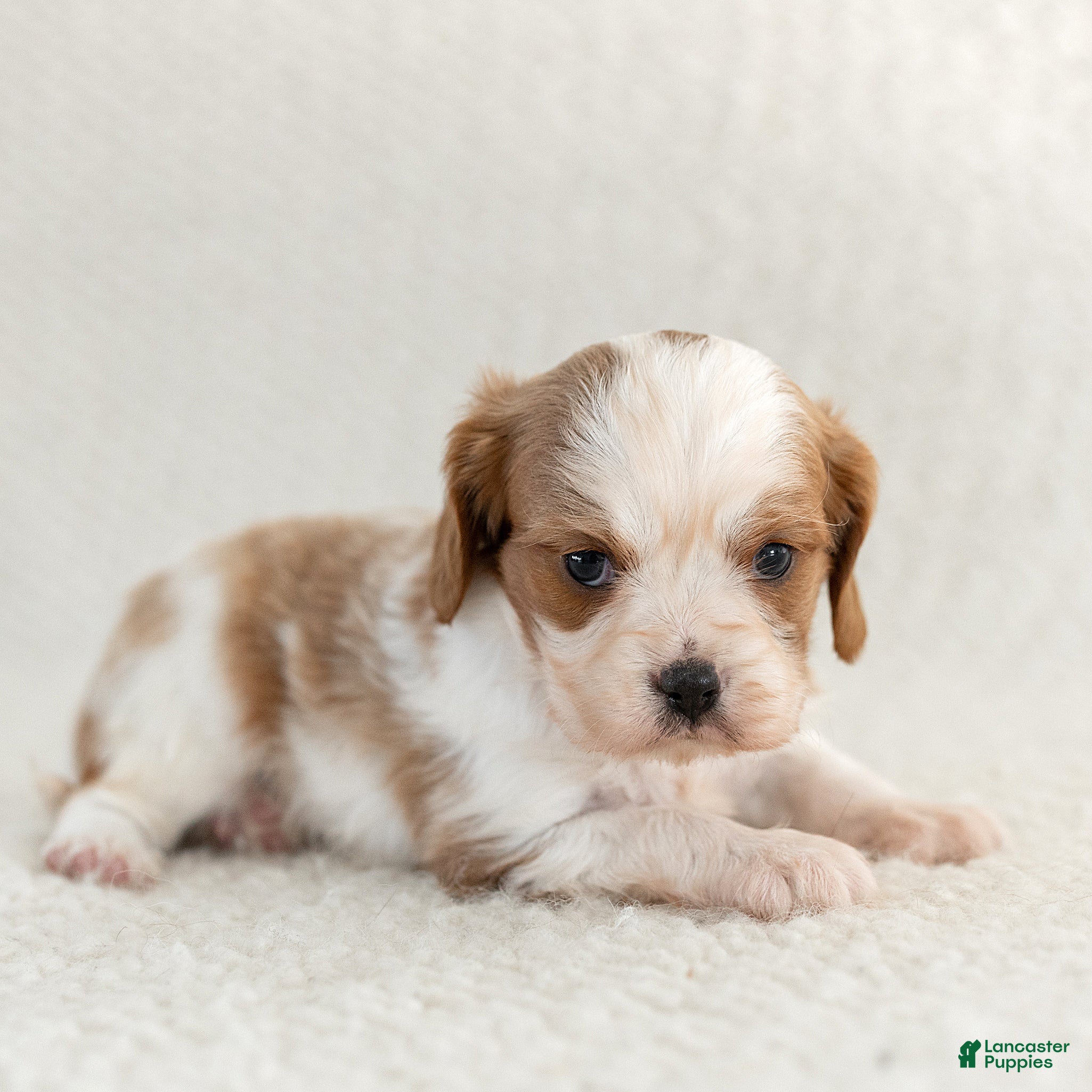 Cavalier King Charles Spaniel dogs for sale: Snickers Cavalier King Charles Spaniel  - Ad 2