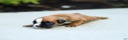 Boxer dogs for sale: Nora Boxer  - Ad 6
