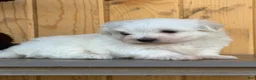 Maltese dogs for sale: Mischief - Ad 3