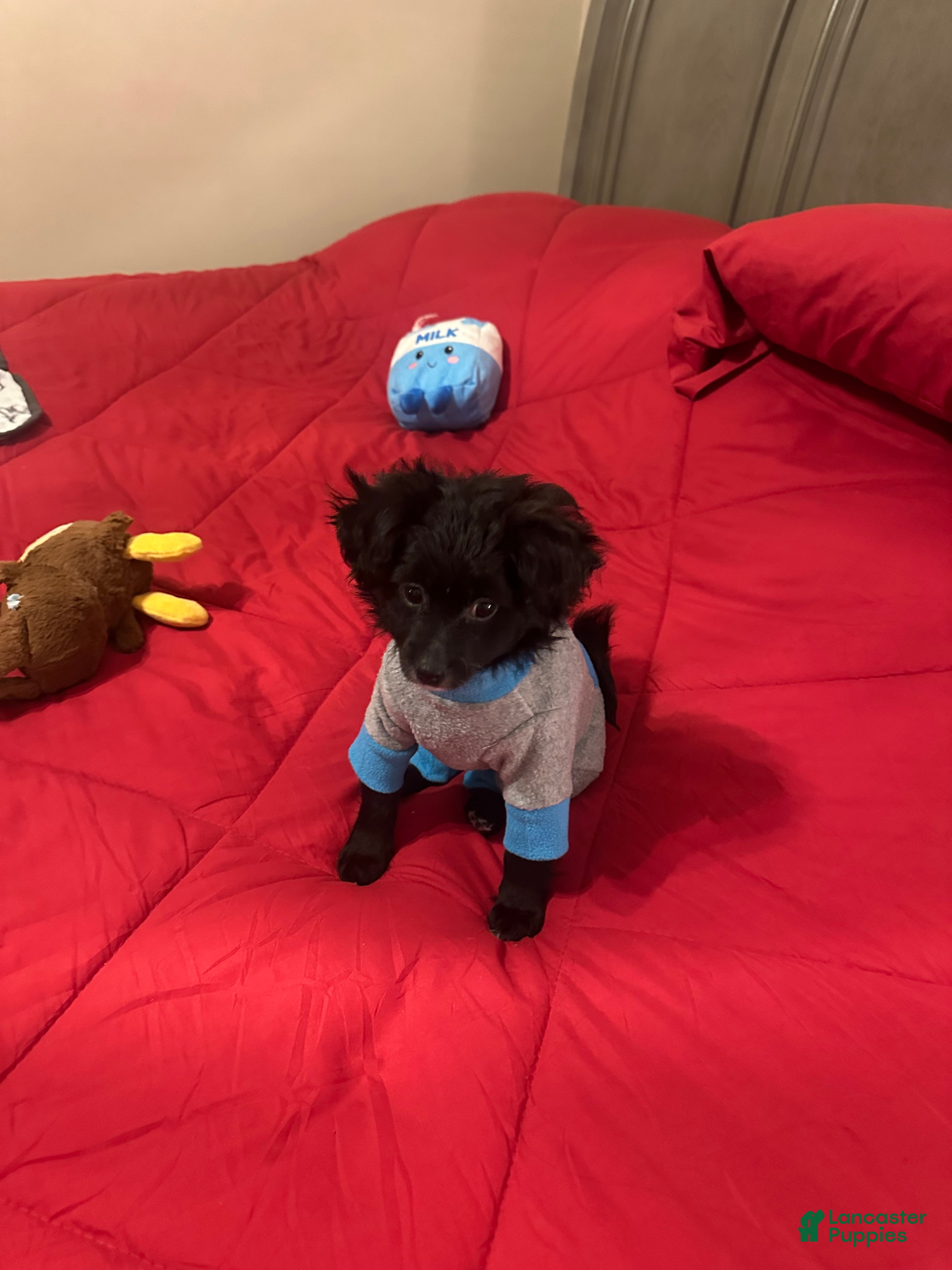 Mixed Breed dogs Gomez  - Ad 1