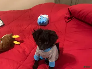 Mixed Breed dogs Gomez - Ad 40