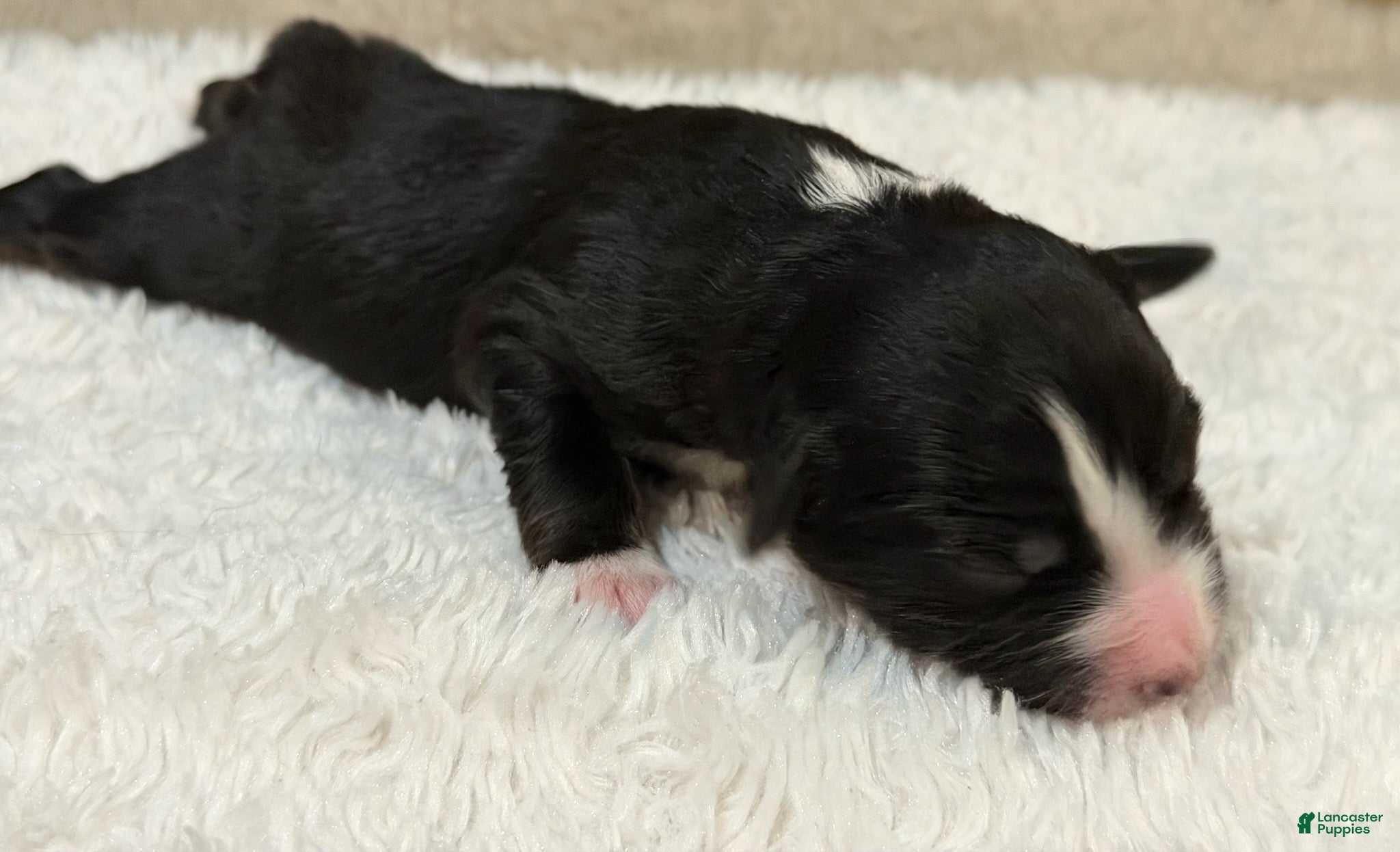 Miniature Australian Shepherd dogs Clark - Ad 1