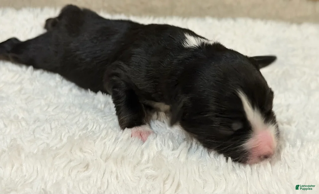Miniature Australian Shepherd dogs for sale: Clark - Ad 1