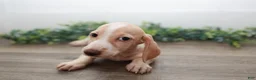 Miniature Dachshund dogs for sale: Mater - Ad 16