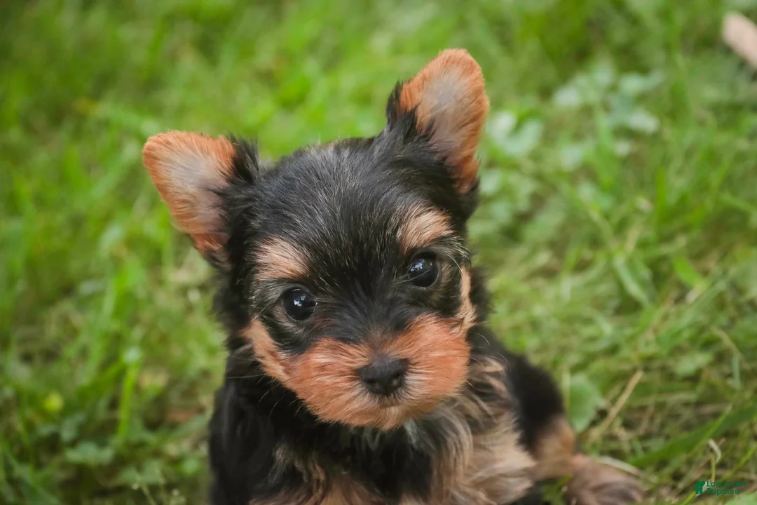 Yorkshire Terrier dogs for sale: Stephan Yorkshire Terrier  - Ad 2