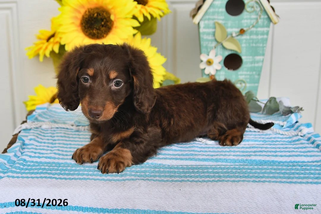 Miniature Dachshund dogs for sale: Dozer - Ad 2
