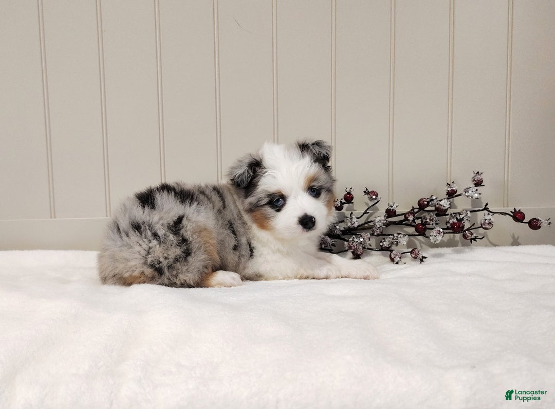 Miniature Australian Shepherd dogs for sale: Miniature Australian Shepherd Puppy 2 - Ad 3