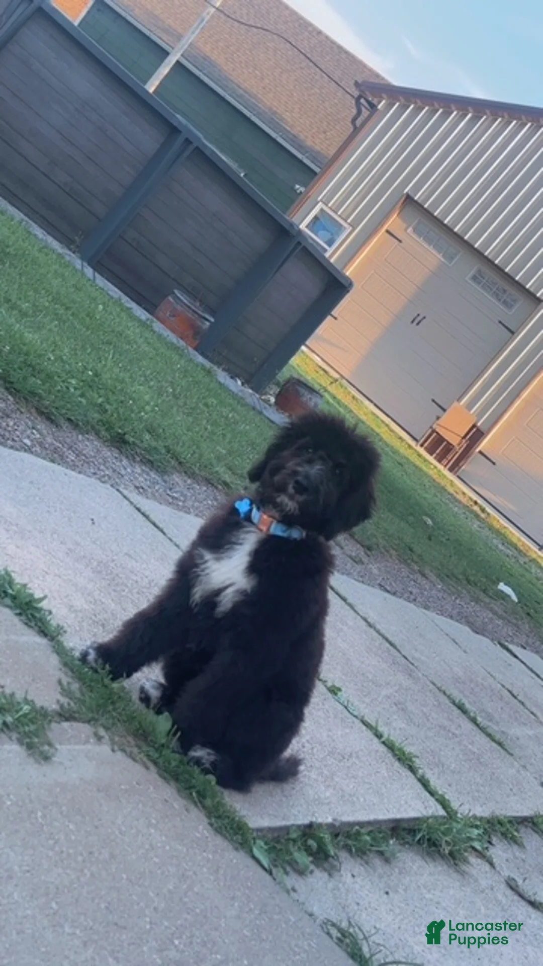 Bernedoodle dogs for sale: Beaux - Ad 3