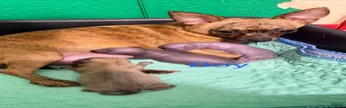 Chihuahua 2