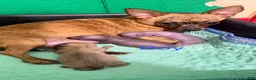 Chihuahua dogs for sale: Chihuahua 2 - Ad 1