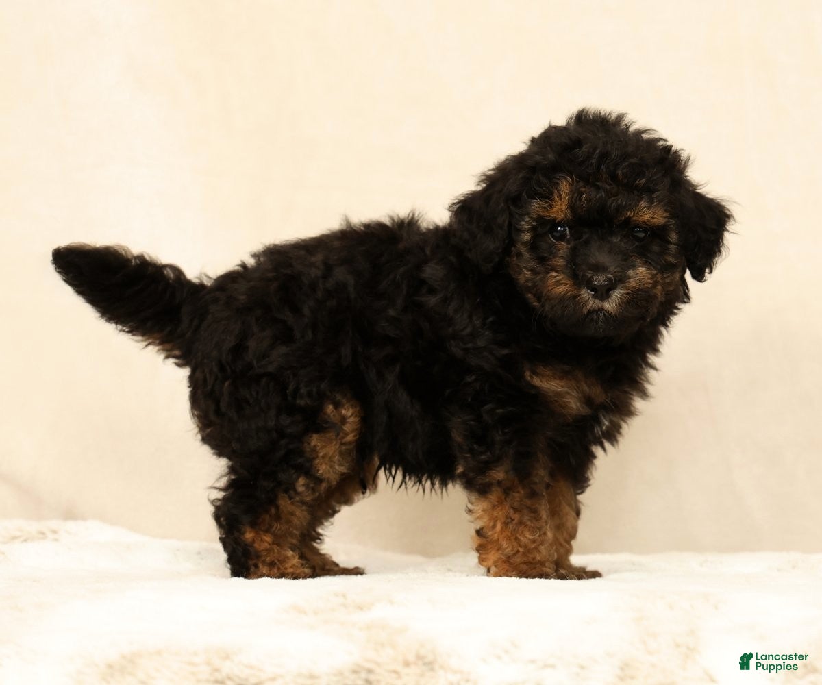 Mini Bernedoodle dogs Mateo - Ad 1