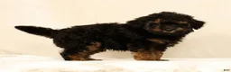 Mini Bernedoodle dogs for sale: Mateo - Ad 1