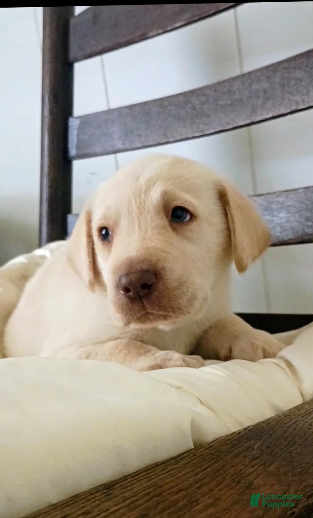 Labrador Retriever dogs for sale: Labrador Retriever Puppy 2 - Ad 1