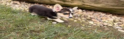 Welsh Corgi Pembroke dogs for sale: Floyd - Ad 13