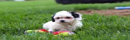 Cavapoo dogs for sale: Jordan - Ad 8