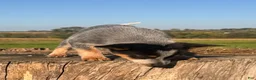 Australian Cattle Dog dogs for sale: Trapper  - Ad 2