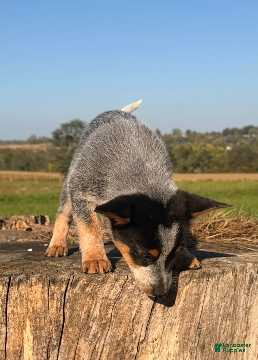 Australian Cattle Dog dogs for sale: Trapper  - Ad 2