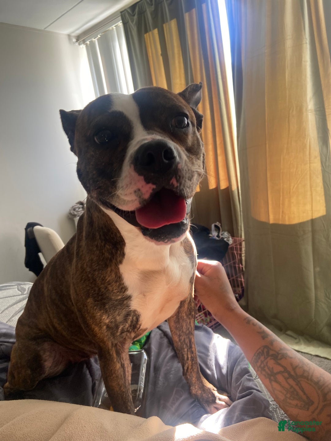 American Pit Bull Terrier dogs for sale: American Pit Bull Terrier Puppy 1 - Ad 2