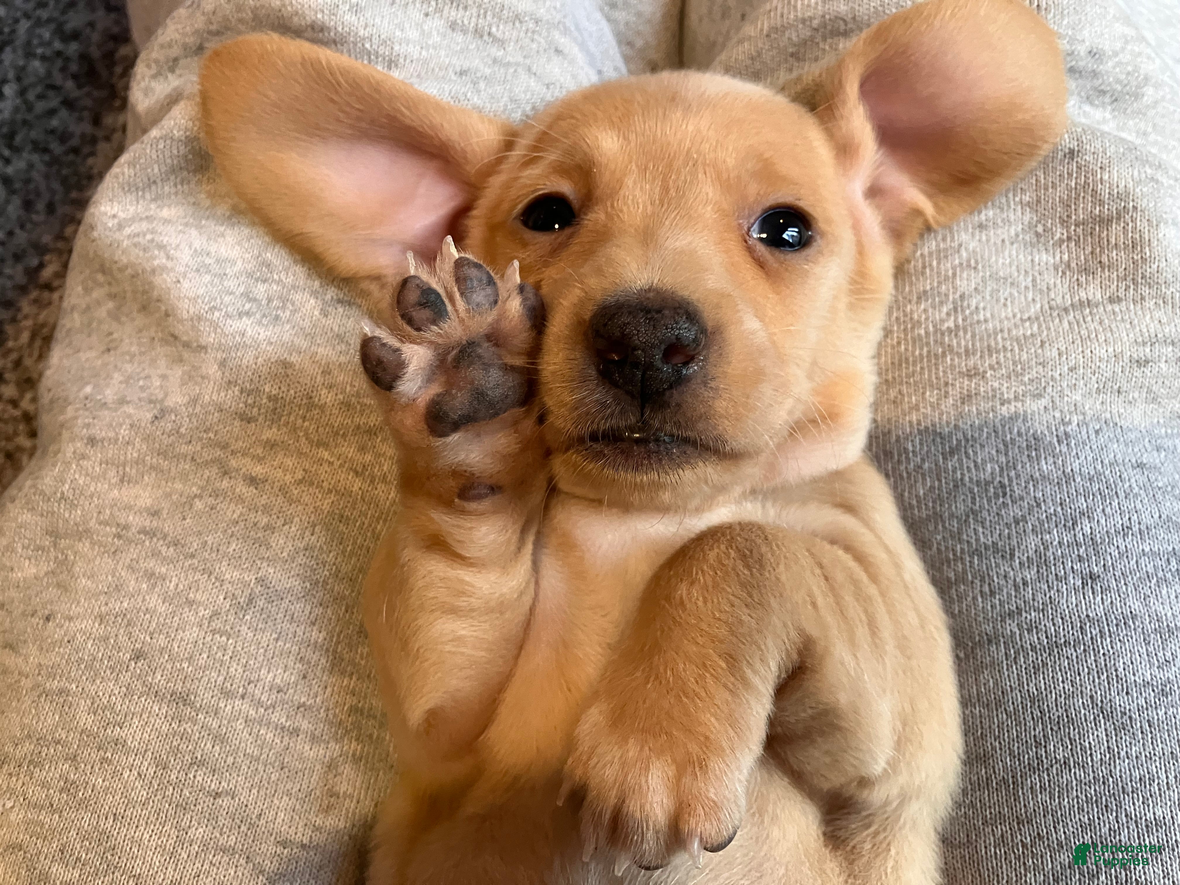 Miniature Dachshund dogs Blanche of Devereaux - Ad 33