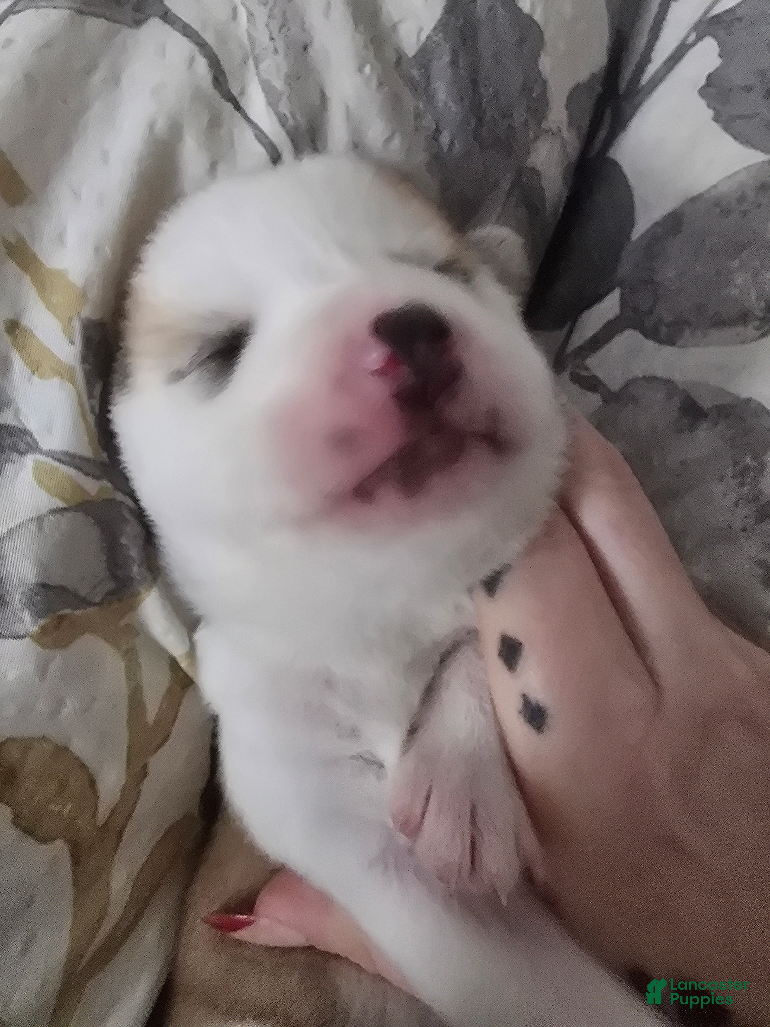Pomsky dogs Vesper  - Ad 38