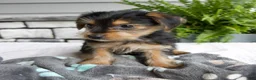 Morkie dogs for sale: Wesley - Ad 6